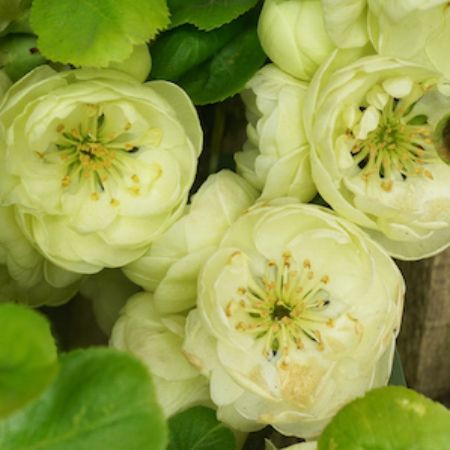 Dulovec nádherný ´Kinshiden´