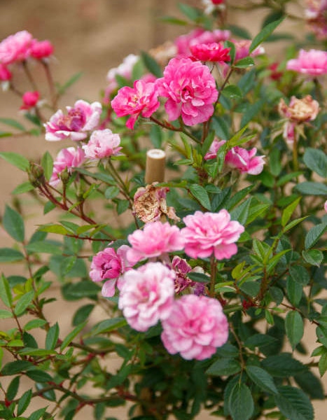 Ruža stromčeková "The Fairy"