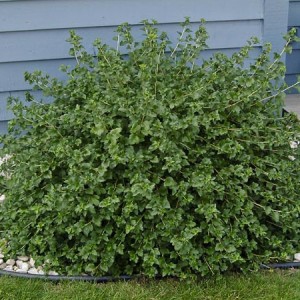 Ríbezľa alpínska "Green Mood"