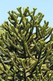 Araukária andská 40/50cm