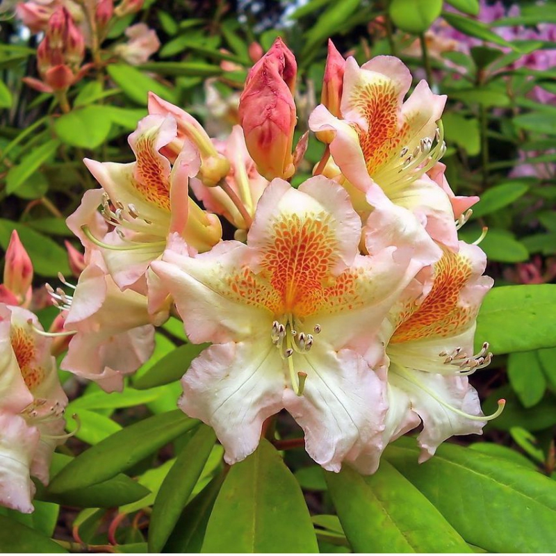 Rododendrón ´Bernstein´