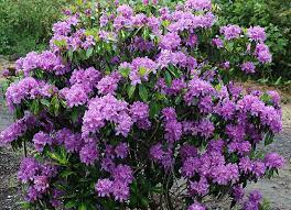 Rododendrón ´Goldflimmer´