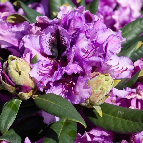 Rododendrón ´Graal Muritz´