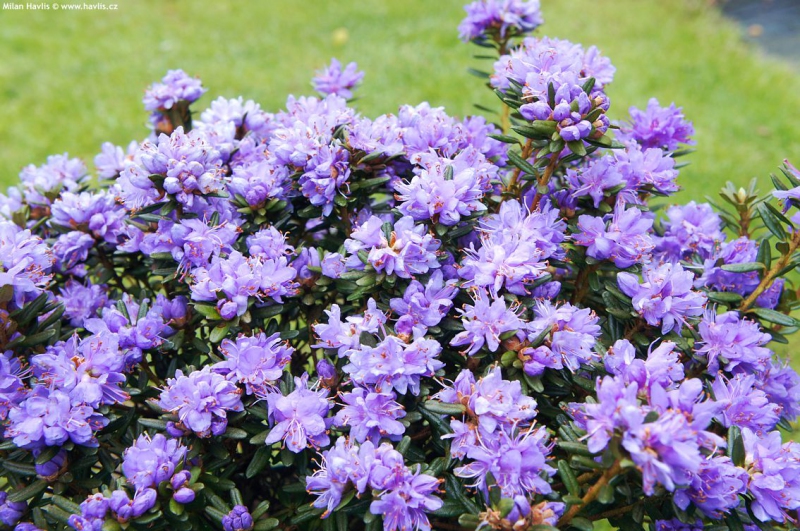 Rododendrón ´Purple Pillow´