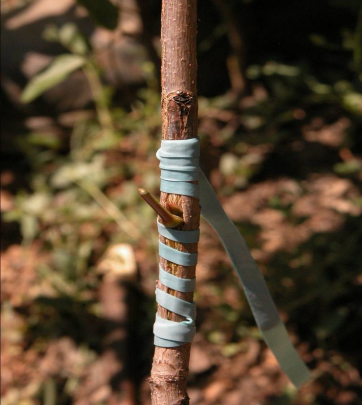 Štepárska gumička 120x3,5mm