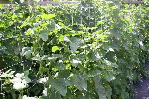 Podporná sieť pre pestovanie rastlín 1,2m x 10m