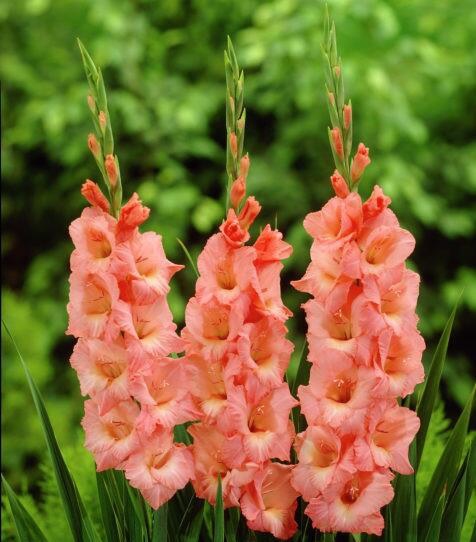 Gladiola ´Spic and Span´