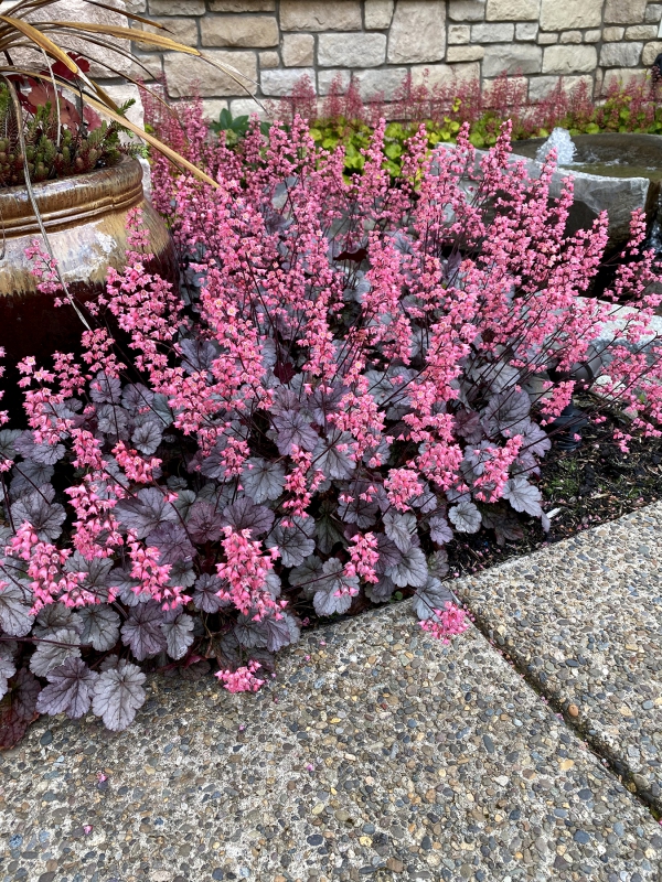 Heuchera ´Milan´