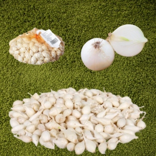 Cibuľa sadzačka ´Whitte Snowball ´ 8/16 0,25kg