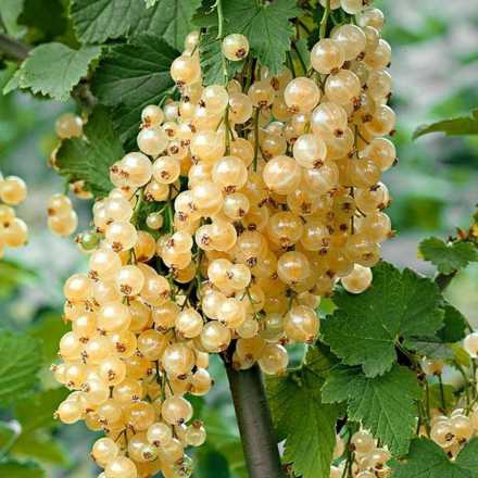 Ríbezľa biela ´Primus´ stromčeková, kont. 5l