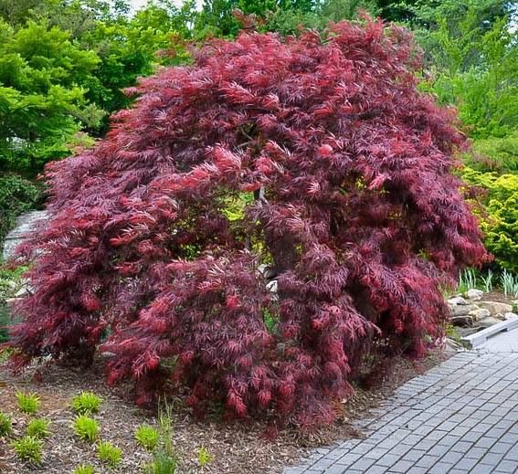 Javor dlaňovitolistý ´Inaba Shidare´´