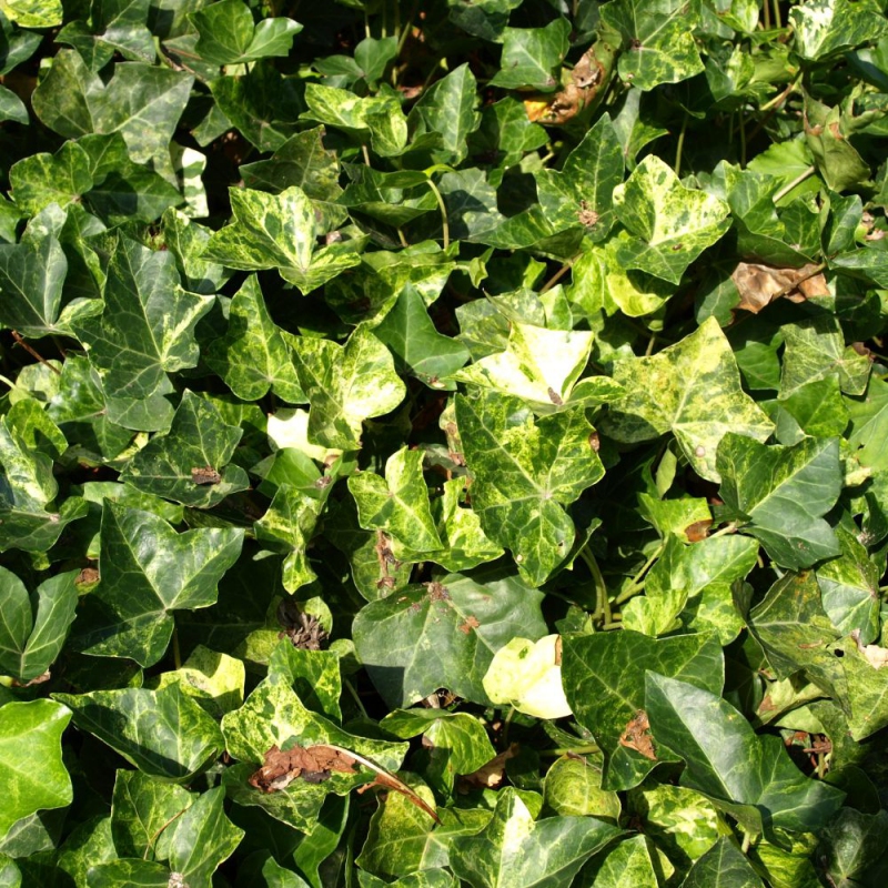 Brečtan popínavý ´Profesor Seneta´