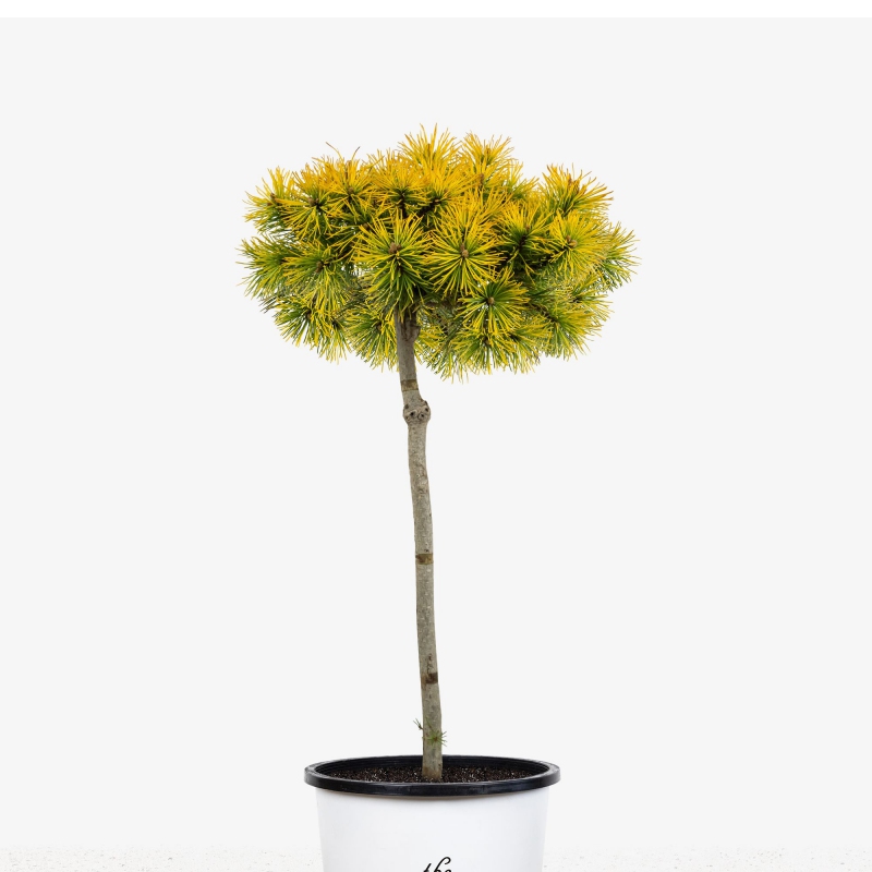 Borovica horská ´Carsten´s Wintergold´ stromčeková