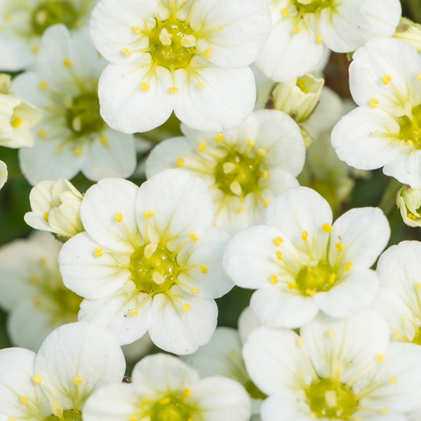 Lomikameň ’White Star’