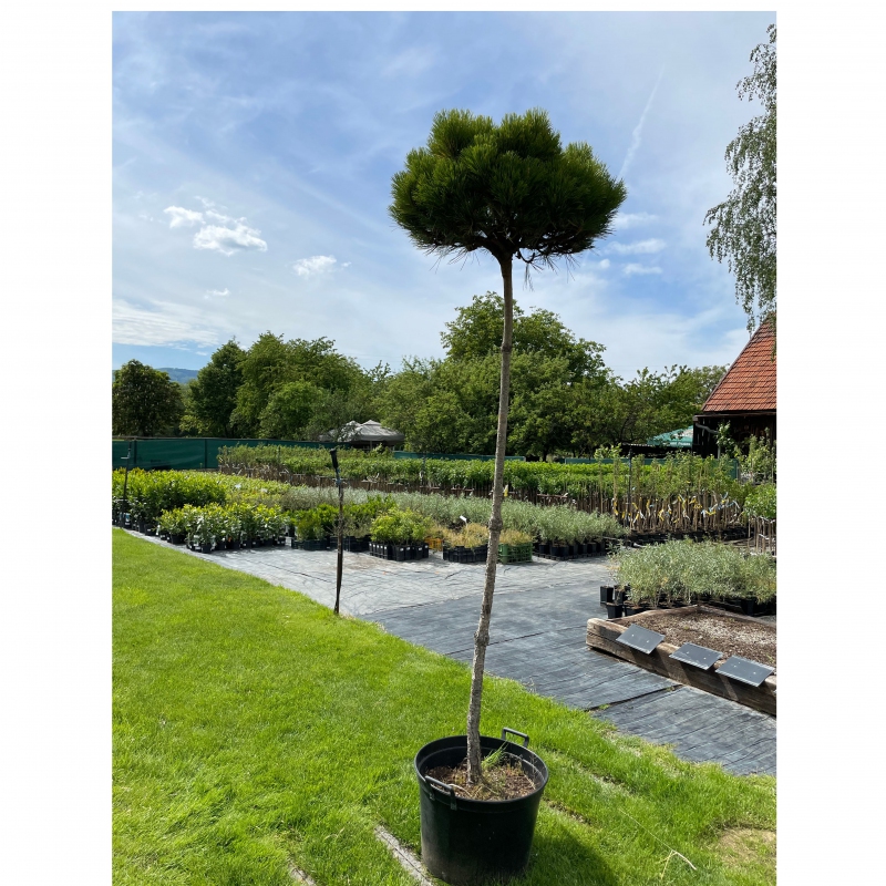 Borovica čierna ’ Brepo´ na kmienku 200cm