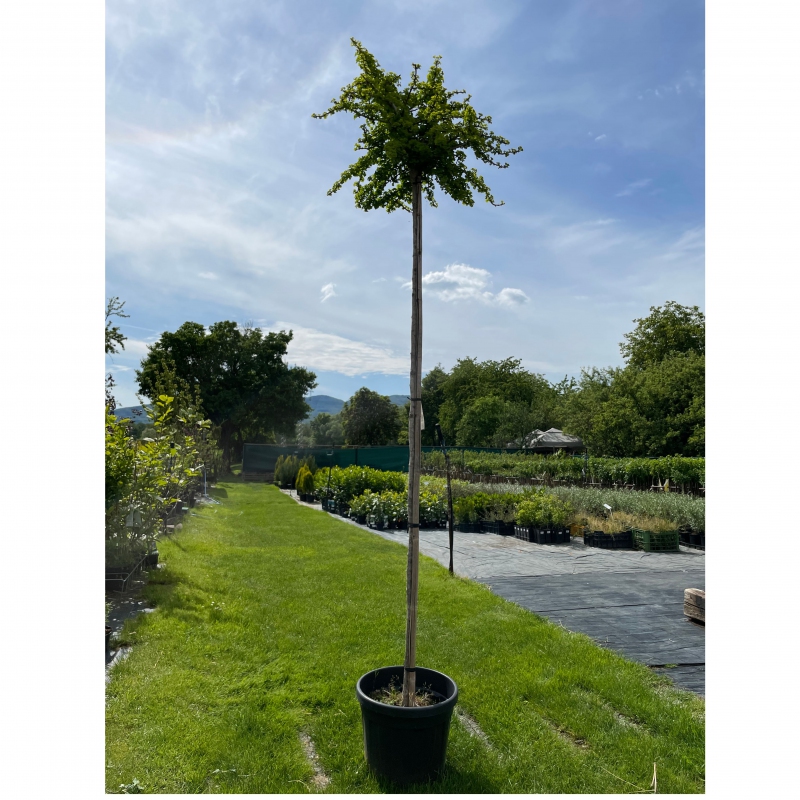 Ginko dvojlaločné ´Troll´ na kmienku