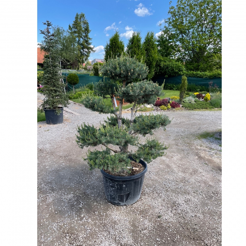 Borovica lesná ´Bonsaj´