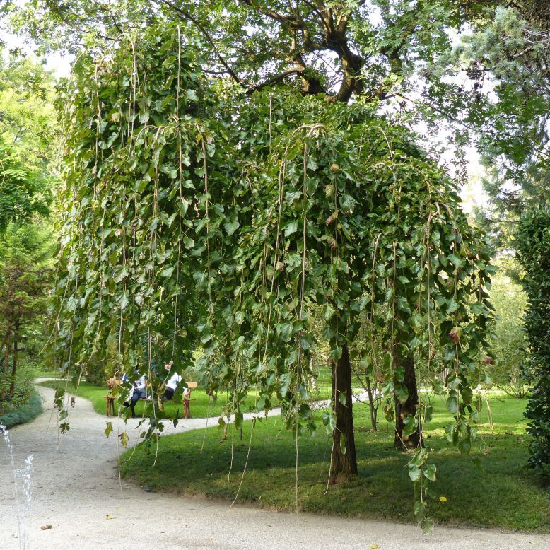 Moruša previslá biela (čierne plody) 190cm