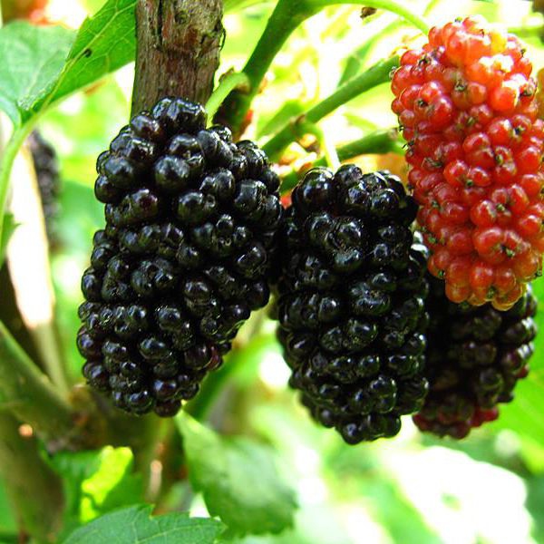 Moruša previslá biela (čierne plody) 190cm