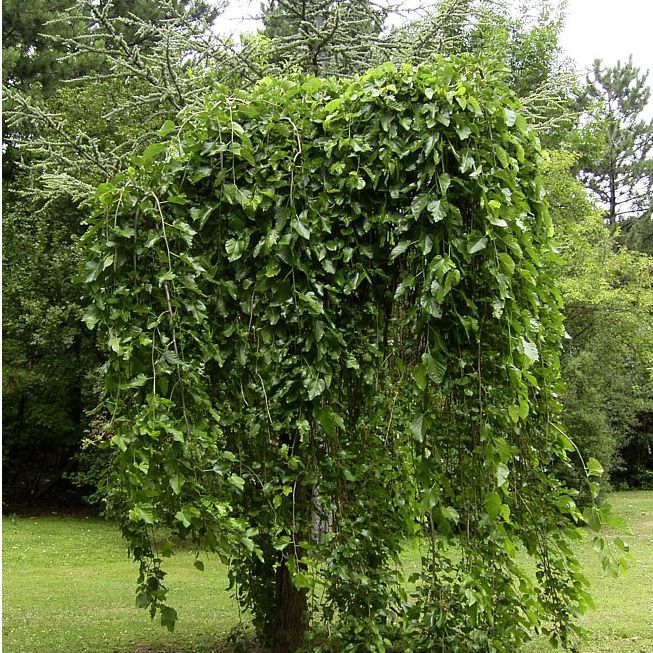 Moruša previslá biela (čierne plody) 190cm