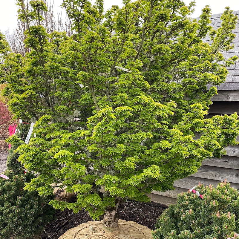 Javor  dlaňovitolistý ´Shishigashira´