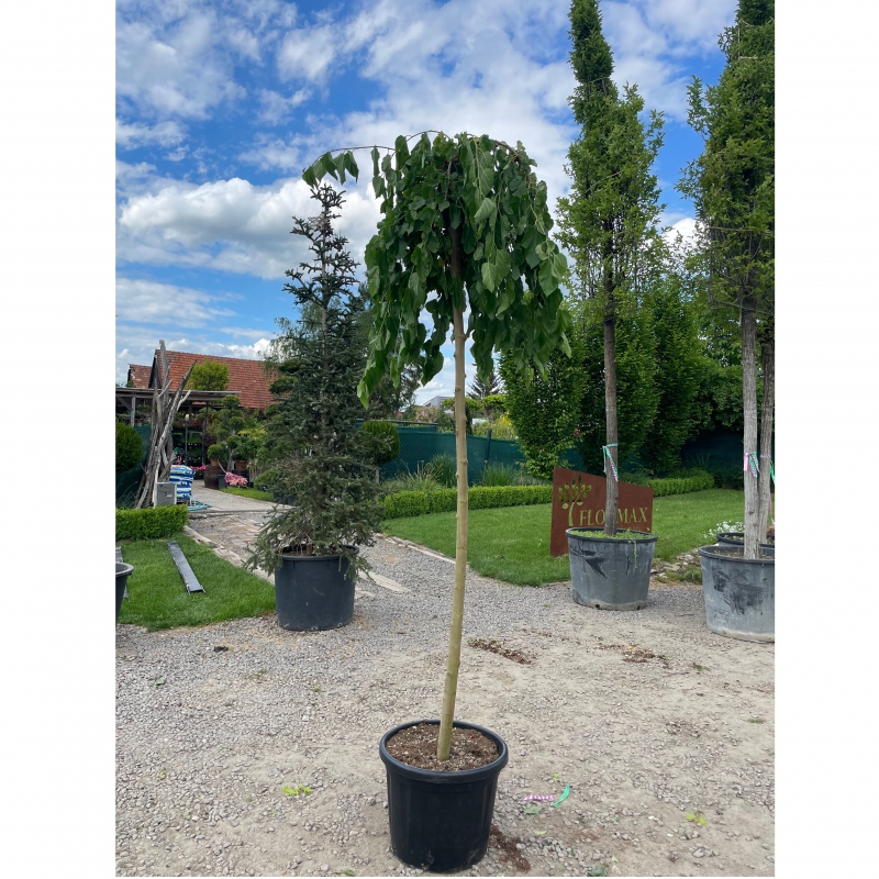 Moruša previslá biela (čierne plody) 190cm