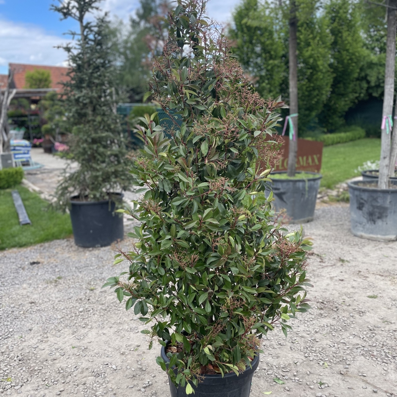 Červienka ´Red Robin Cono´