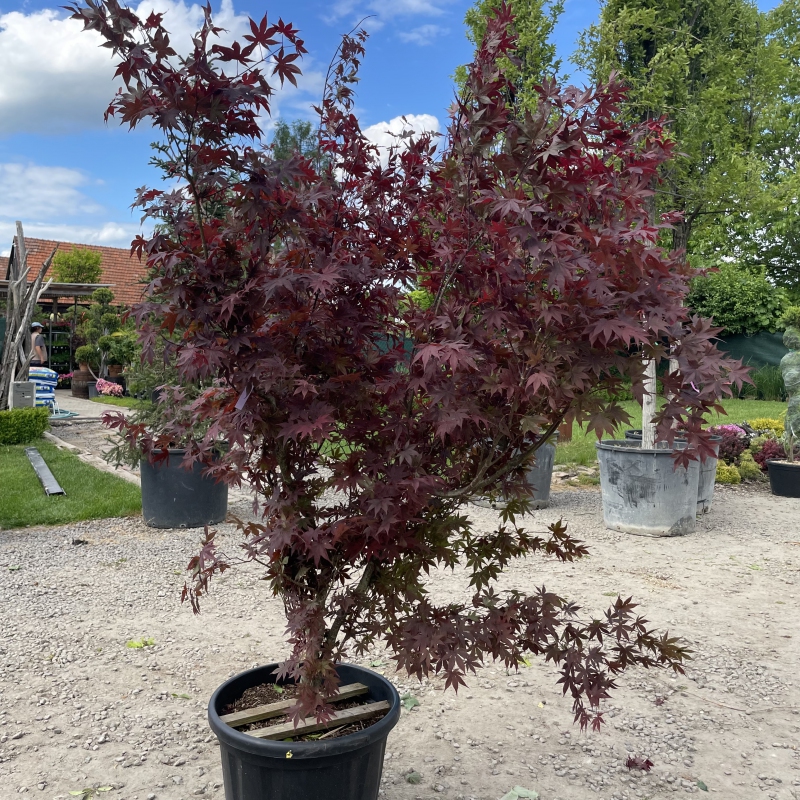 Javor  dlaňovitolistý ´Bloodgood´