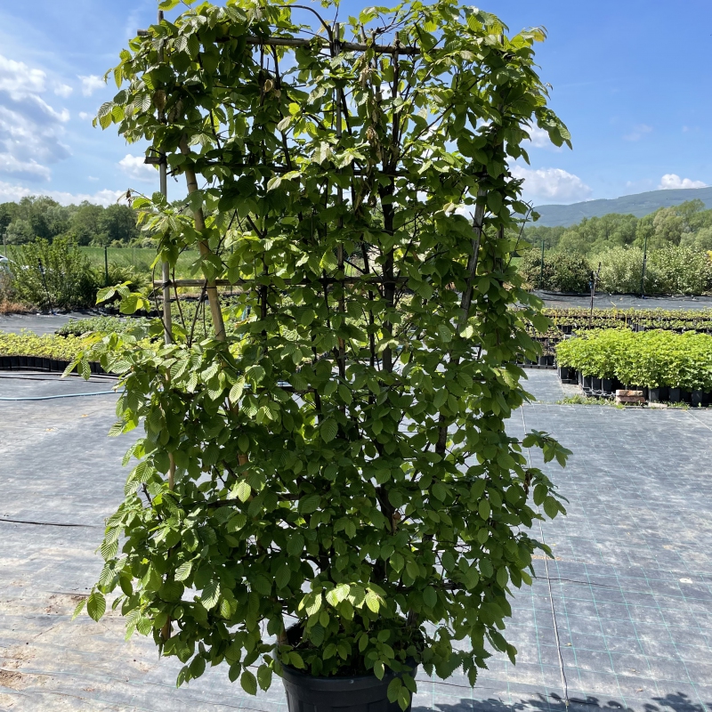 Hrab obyčajný ´Stena 180x120cm´