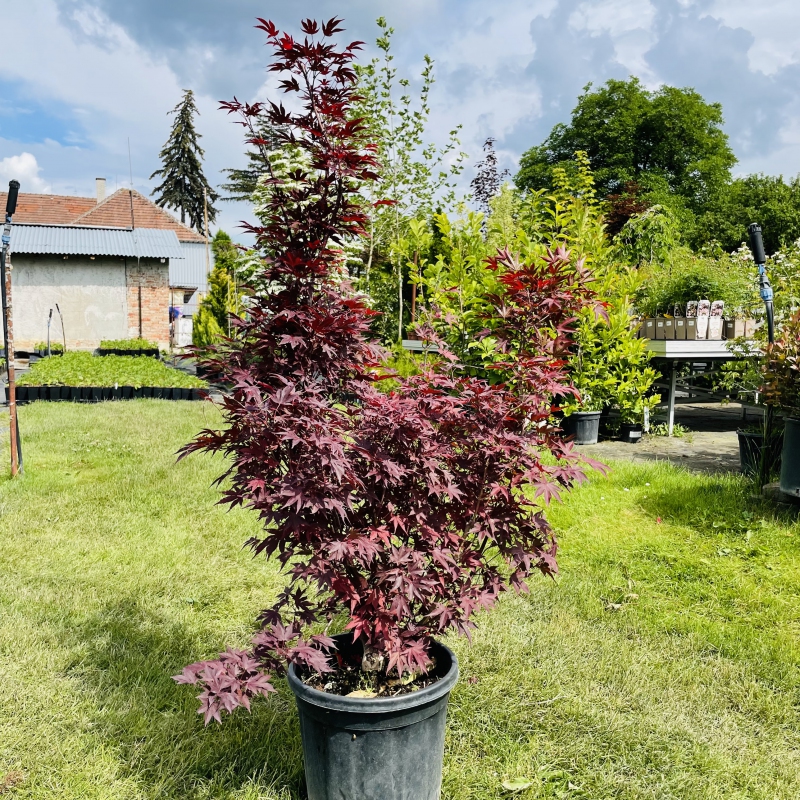 Javor  dlaňovitolistý ´Bloodgood´