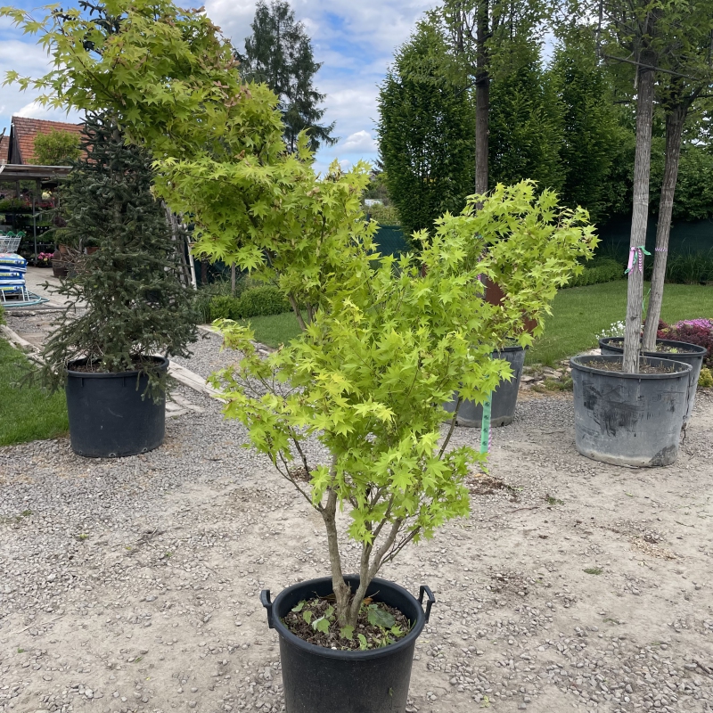 Javor dlaňovitolistý ´Summer Gold´