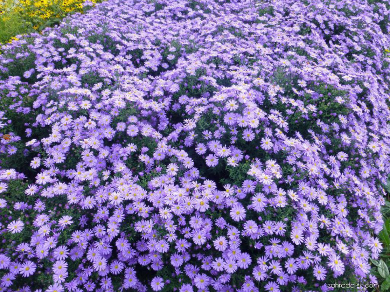 Astra ´Prof. Anton Kippenberg’´