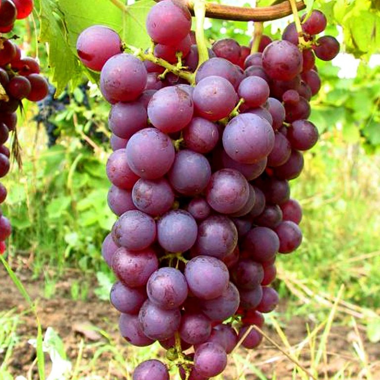 Vinič stolový ´Chrupka ružová´