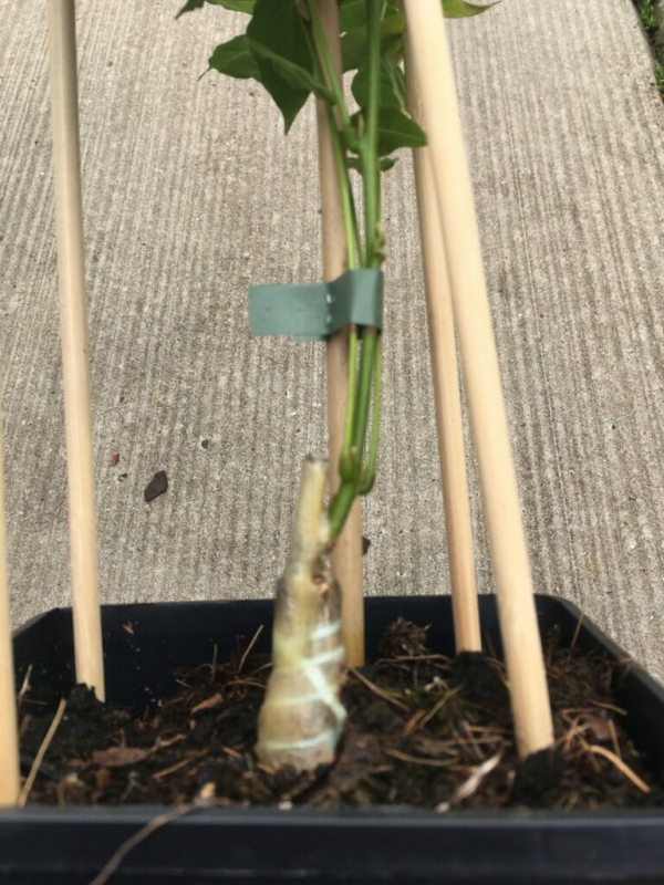 Štepárska gumička 160x4,5mm