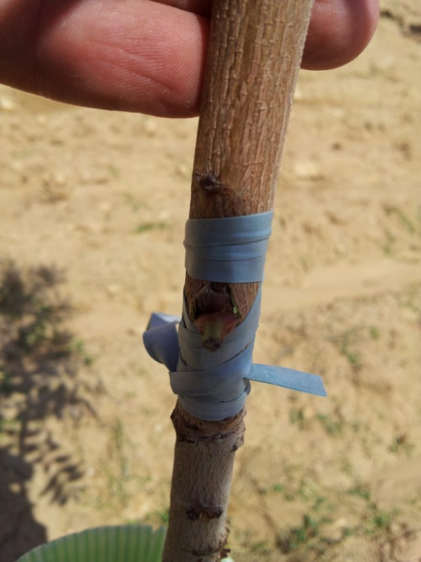 Štepárska gumička 240x6mm