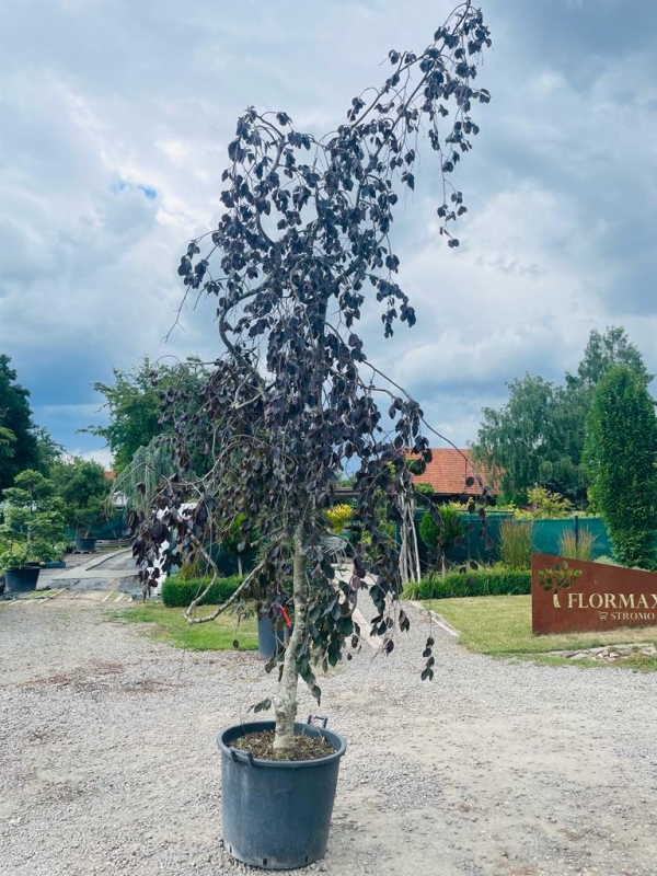 Buk lesný "Purple Fontaine"