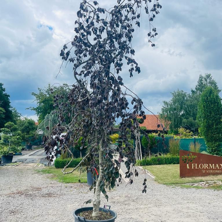 Buk lesný "Purple Fontaine"