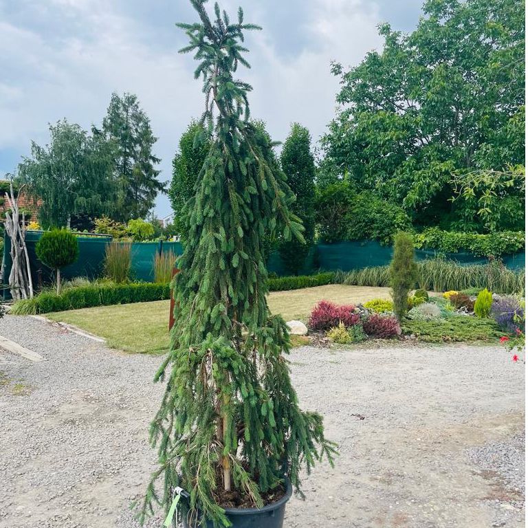 Smrek obyčajný "Inversa" previslý