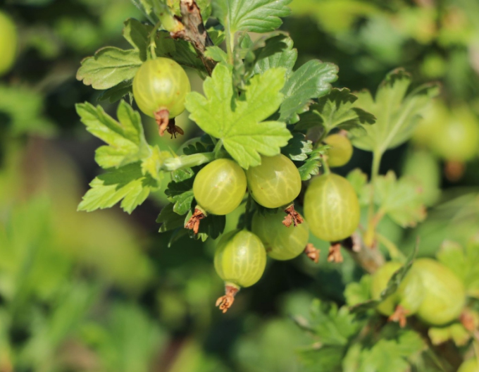 Egreš biely ´Mucurines´ Stromčekový, kont. 5l