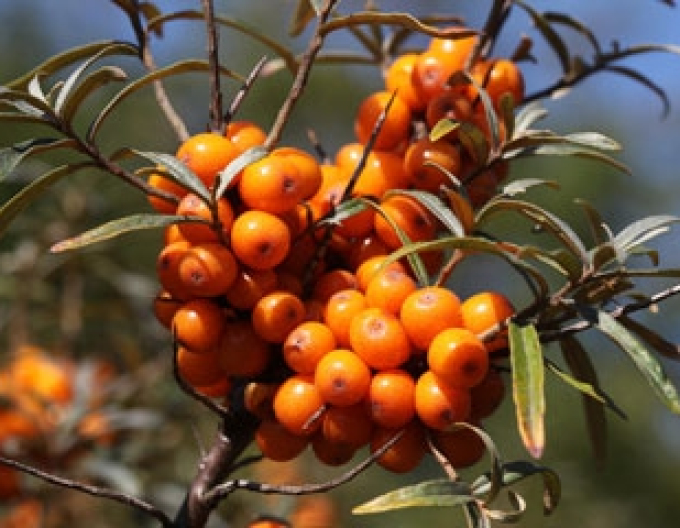 Rakytník samica ´Altajská´