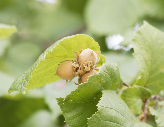 Lieska Obyčajná ´Segorbe´