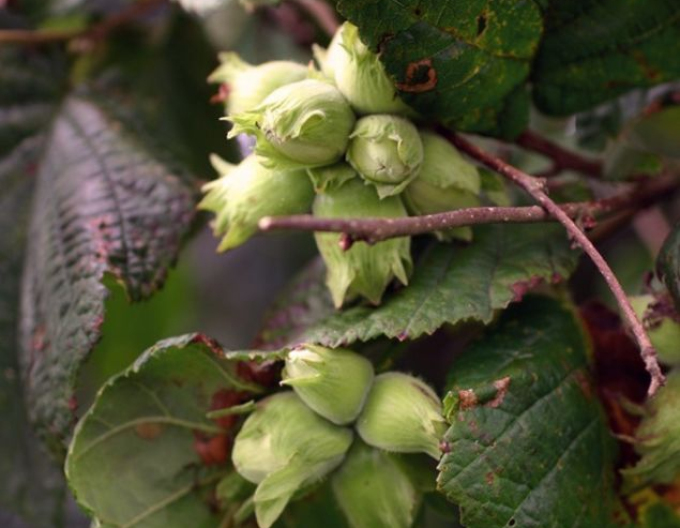 Lieska Obyčajná ´Segorbe´