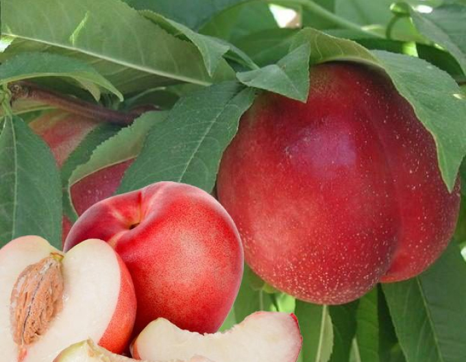 Nektarinka ´Snow Queen´ poloskorá, podpn. GF677, voľnok.