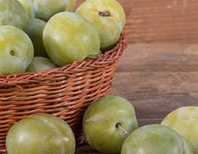 Ringlota "Zelená", podp. Myrobalán, kont. 5l