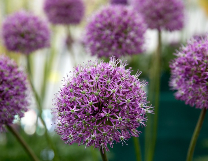 Cesnak okrasný ´Mars´