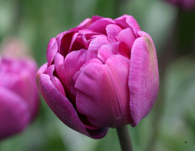 Tulipán plnokvetý ´Blue Diamond´