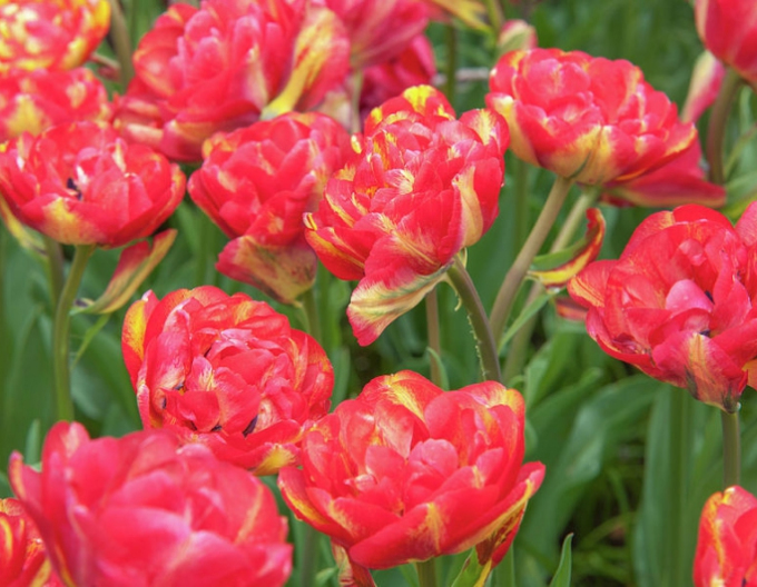 Tulipán plnokvetý ´Sundowner´