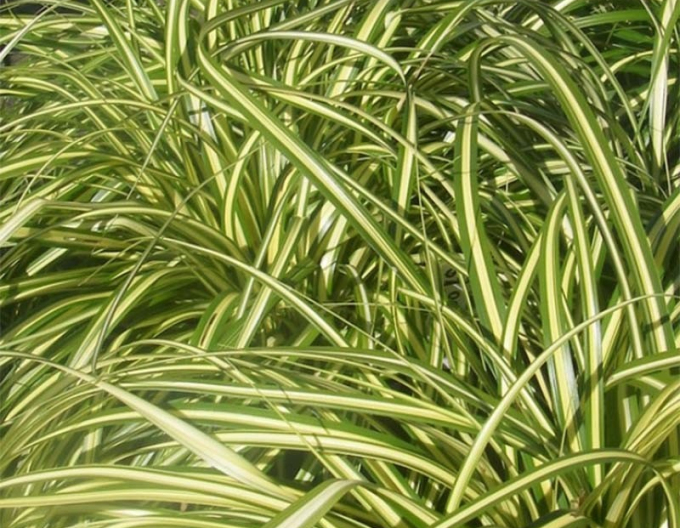 Ostrica ´Aureovariegata´