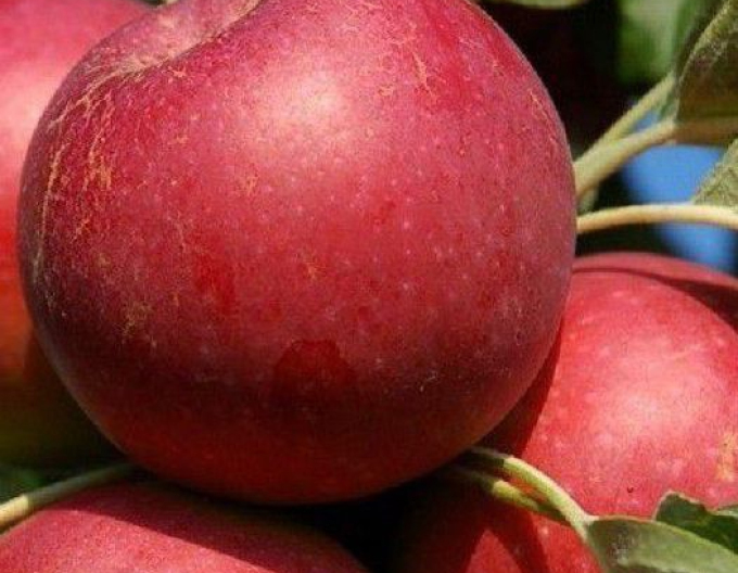 Jabloň ´Melrose´ zimná, podp. M9, voľnok.