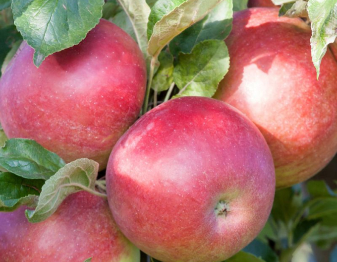 Jabloň stĺpová ´Cumulus´ zimná, podp. MM106, voľnok.